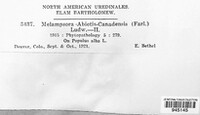 Melampsora abietis-canadensis image